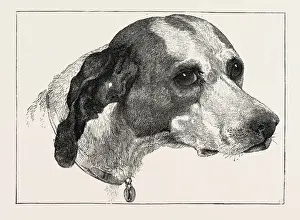 Edwin Landseer Paintings Prints: HEAD OF POINTER (DOG), BY EDWIN LANDSEER, 1802-1873, PAINTER, 1873 engraving