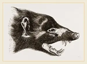 Natural History Museum Exhibit Prints: Head of Skunk