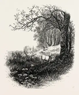 Historic British Culture Prints: High Beech, Epping Forest, UK, britain, british, europe, united kingdom, great britain