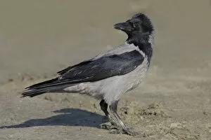 Images Dated 23rd November 2005: Hooded Crow adult standing on a beach, Corvus cornix
