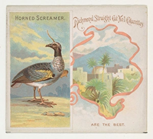 Horned Screamer Birds Tropics series N38 Allen & Ginter Cigarettes Horned Screamer Birds Tropics series N38 Allen & Ginter Cigarettes