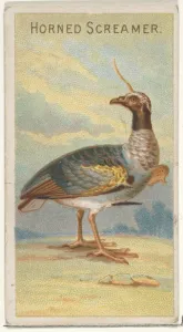 Horned Screamer Birds Tropics series N5 Allen & Ginter Cigarettes Brands Horned Screamer Birds Tropics series N5 Allen & Ginter Cigarettes Brands