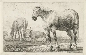 Horses cows Animals series title Zoographiam Horses cows Animals series title Zoographiam