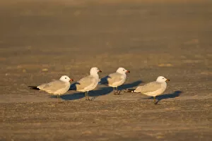 Images Dated 16th September 2006: Ichthyaetus audouinii, Audouin's Gull, Spain