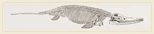 Natural History Museum Specimens Prints: Ichthyosaurus