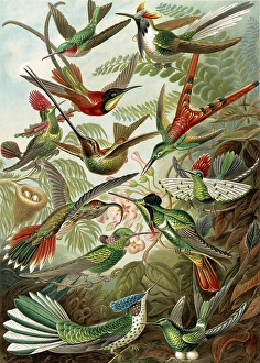 Illustration shows hummingbirds. Trochilidae Illustration shows hummingbirds. Trochilidae