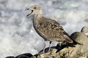 Images Dated 3rd October 2006: Immature Atlantic Yellow-legged Gull, Larus michahellis, Azores