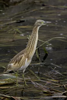 Images Dated 11th August 2005: Immature Squacco Heron, Ardeola ralloides
