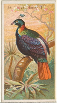 Impeyan Pheasant Birds Tropics series N5 Allen & Ginter Cigarettes Brands Impeyan Pheasant Birds Tropics series N5 Allen & Ginter Cigarettes Brands