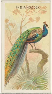 India Peacock Birds Tropics series N5 Allen & Ginter Cigarettes Brands India Peacock Birds Tropics series N5 Allen & Ginter Cigarettes Brands