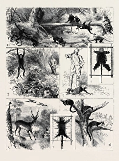 India, Shooting Excursion in Malabar, Madras Presidency: 1 India, Shooting Excursion in Malabar, Madras Presidency: 1