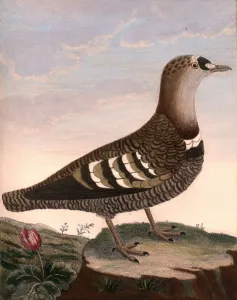 Indian GA linote Indian hazel grouse Coromandel coast Indian GA linote Indian hazel grouse Coromandel coast