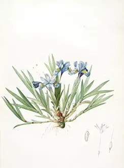 Vintage Floral Art Prints: Iris cristata, Iris a crete; Dwarf Crested Iris, Redoute, Pierre Joseph, 1759-1840
