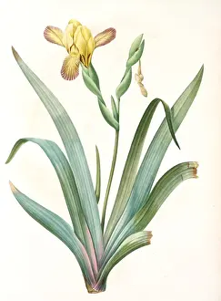 Classic Botanical Illustrations Prints: Iris variegata, Iris panache, Variegated Iris; Variable Flower-du-luce, Redoute