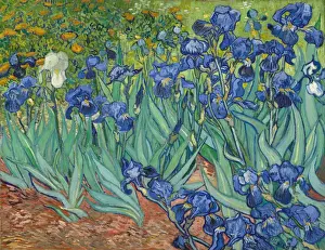 Vincent Van Gogh Masterpiece Prints: Irises