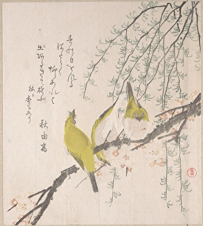 Japanese White-eyes Plum Tree Willow Spring Rain Japanese White-eyes Plum Tree Willow Spring Rain