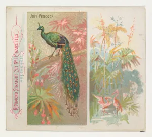 Java Peacock Birds Tropics series N38 Allen & Ginter Cigarettes Java Peacock Birds Tropics series N38 Allen & Ginter Cigarettes