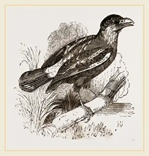 Indonesian Nature Photography Prints: Javanese Eurylaimus