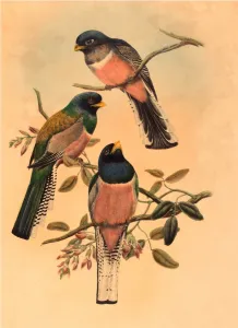 John Gould and W. Hart (British, 1804 1881 ), Trogan variegatus, probably 1836 1838 John Gould and W. Hart (British, 1804 1881 ), Trogan variegatus, probably 1836 1838