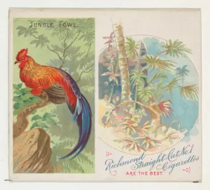 Jungle Fowl Birds Tropics series N38 Allen & Ginter Cigarettes Jungle Fowl Birds Tropics series N38 Allen & Ginter Cigarettes