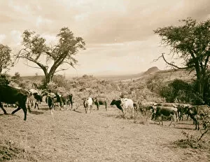 Lake Naivasha Collection: Kenya Colony Rift Valley en route Nairobi Lake Naivasha