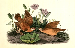 Key-West Dove. 1. Male. 2. Female., Audubon, John James, 1785-1851 Key-West Dove. 1. Male. 2. Female., Audubon, John James, 1785-1851