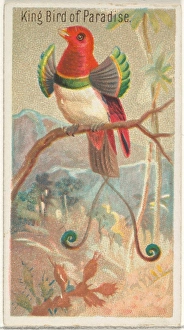 King Bird Paradise Birds Tropics series N5 Allen & Ginter Cigarettes Brands King Bird Paradise Birds Tropics series N5 Allen & Ginter Cigarettes Brands