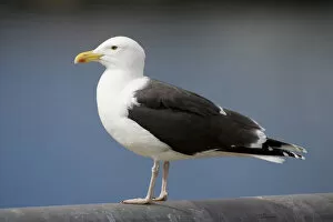 Images Dated 18th May 2005: Larus marinus, Great Black-backed Gull