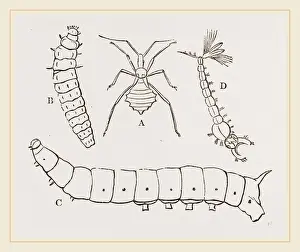 Insect Life Cycle Stages Prints: Larvae of Insects