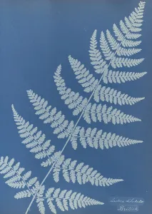 Lastrea dilatato British Anna Atkins 1799 1871 Lastrea dilatato British Anna Atkins 1799 1871