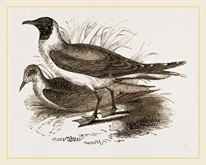 Framed Print : Laughing Gulls Print by Librifly Framed Print : Laughing Gulls Print by Librifly