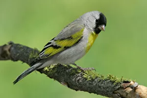 Images Dated 13th April 2005: Lawrence's Goldfinch, Spinus lawrencei