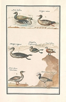 Leaf eight ducks Anas merganser Mergus waterfowl Leaf eight ducks Anas merganser Mergus waterfowl