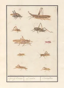 Leaf ten locusts Spring-hens Locustae Santerelles Leaf ten locusts Spring-hens Locustae Santerelles