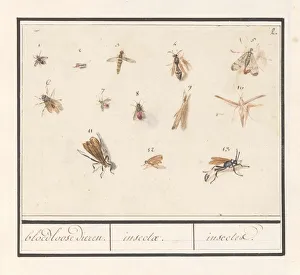 Leaf thirteen flying insects bloodless animals Leaf thirteen flying insects bloodless animals