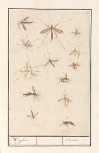 Leaf thirteen mosquitoes Mugghen Cousins title Leaf thirteen mosquitoes Mugghen Cousins title