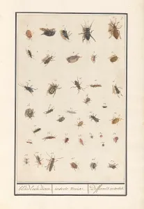Leaf thirty-nine insects bloodless animals insect variae Leaf thirty-nine insects bloodless animals insect variae