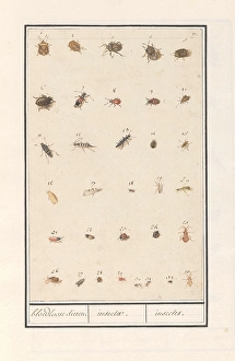 Leaf thirty-three insects bloodless animals insectae Leaf thirty-three insects bloodless animals insectae