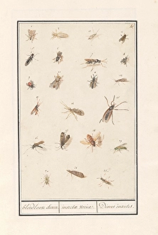 Leaf twenty-two winged insects bloodless animals Leaf twenty-two winged insects bloodless animals