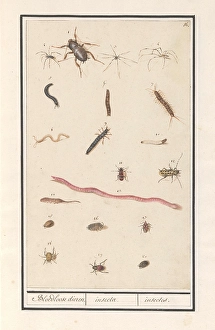 Leaf various insects spiders bloodless animals Leaf various insects spiders bloodless animals