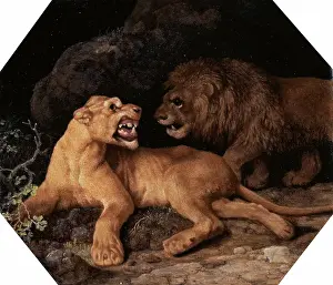 British Animal Paintings Prints: Lion and Lioness Signed and dated, white, lower right: Geo Stubbs pinxit 1770