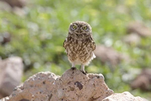 Images Dated 18th February 2006: Little Owl perched on stone, Athene noctua