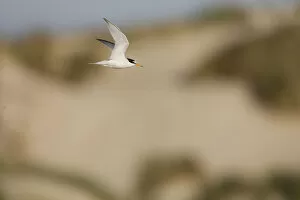 Images Dated 9th June 2006: Little Tern adult flying, Sternula albifrons