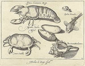 Lobster, crab and shells, print maker: Nicolaes de Bruyn, Francoys van Beusekom Lobster, crab and shells, print maker: Nicolaes de Bruyn, Francoys van Beusekom
