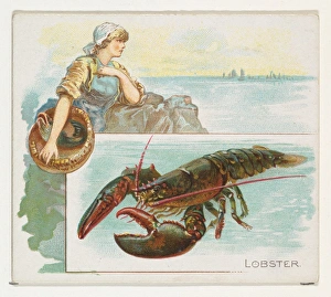 Lobster Fish American Waters series N39 Allen & Ginter Cigarettes Lobster Fish American Waters series N39 Allen & Ginter Cigarettes