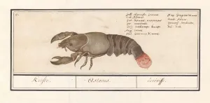 Lobster Homarus gammarus Astacus A crA viffe Lobster Homarus gammarus Astacus A crA viffe