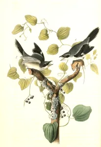 Loggerhead Shrike. 1. Male. 2. Female. (Greenbriar or Round-leaved Smilax Loggerhead Shrike. 1. Male. 2. Female. (Greenbriar or Round-leaved Smilax