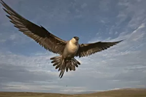 Images Dated 10th July 2006: Long-tailed Skua adult defending its nest