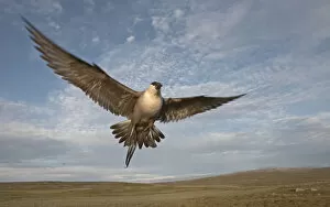 Images Dated 10th July 2006: Long-tailed Skua adult defending its nest