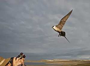 Images Dated 10th July 2006: Long-tailed Skua adult defending its nest, Norway